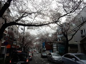 たまプラーザの桜並木
