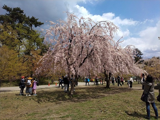 八重桜は満開
