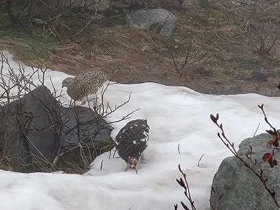 ホテル立山の近くにライチョウが二羽